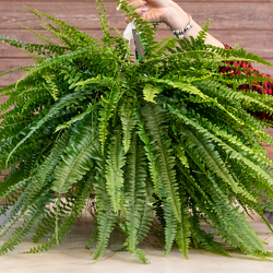 Boston Fern Hanging Basket