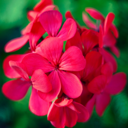 Cherry Rose Geraniums