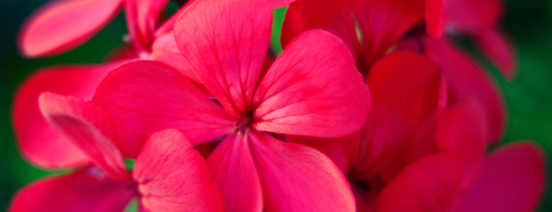 21st Annual Petal Pushers Geranium Sale