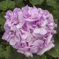 Lavender Blue Geraniums