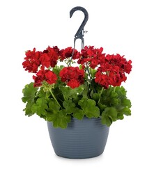 Geranium Hanging Basket