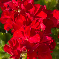 Red Geraniums