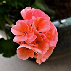 Salmon Geraniums