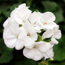 White Geraniums